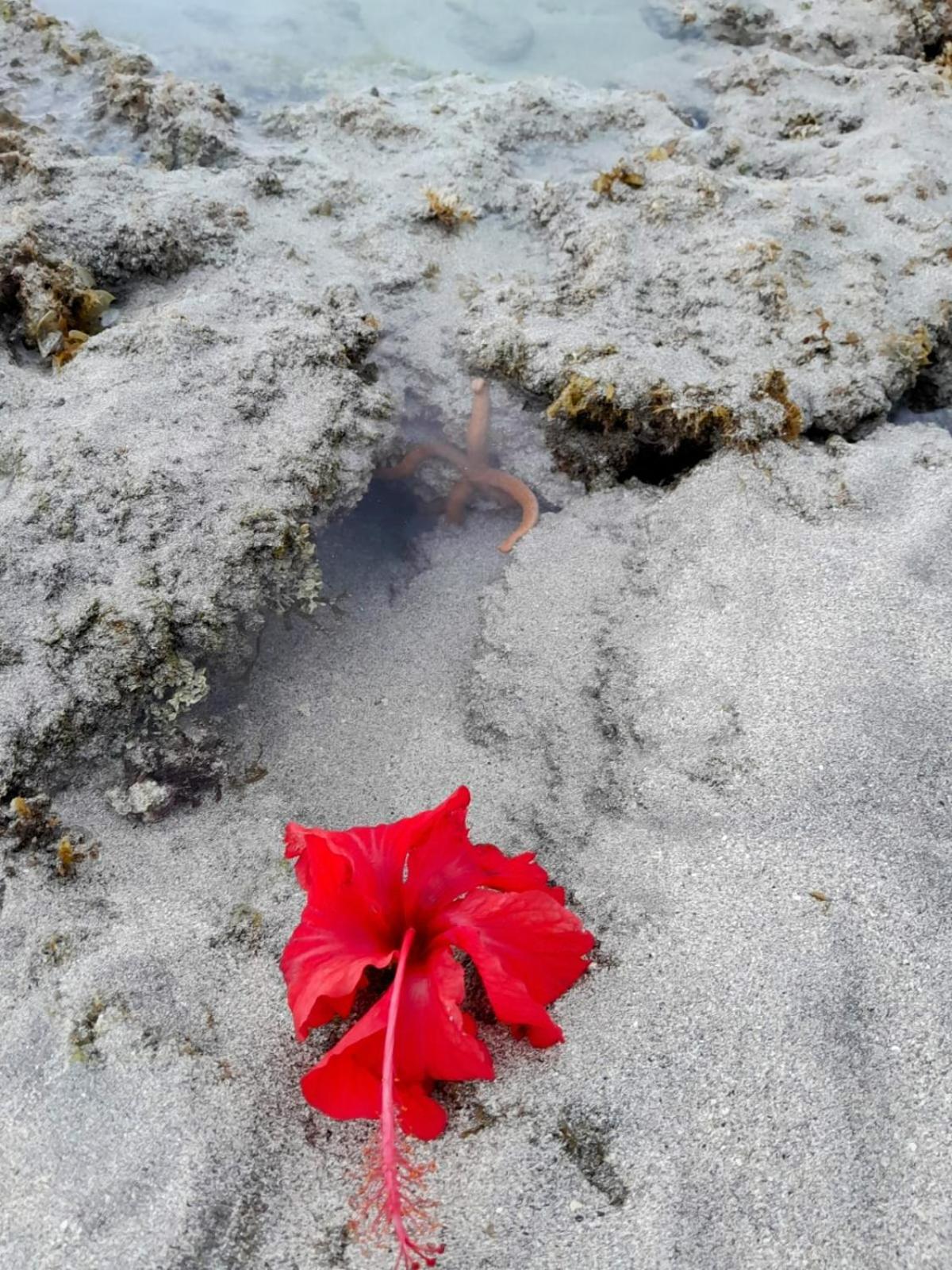 Pousada Flor Da Barra Maragogi Eksteriør bilde